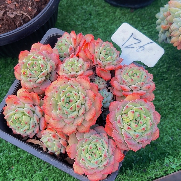 丽娟花卉熊猫脸多头