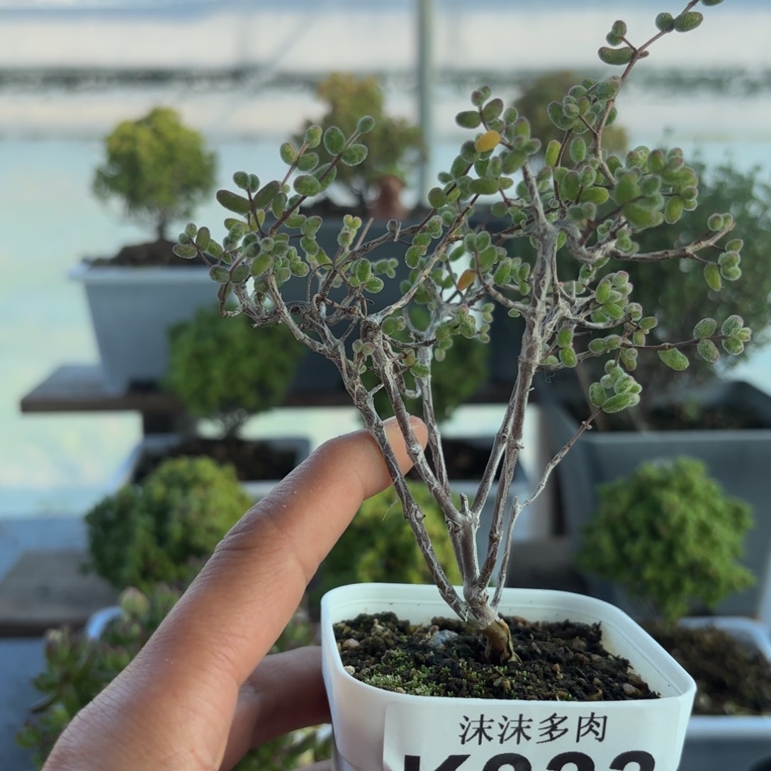 333白虎斑锦Gu个福利