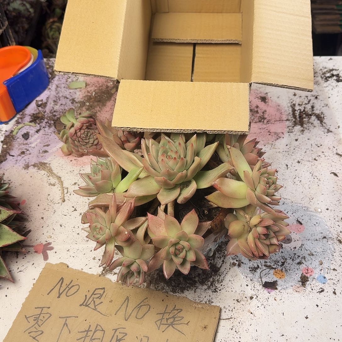 点赞福利第一。    