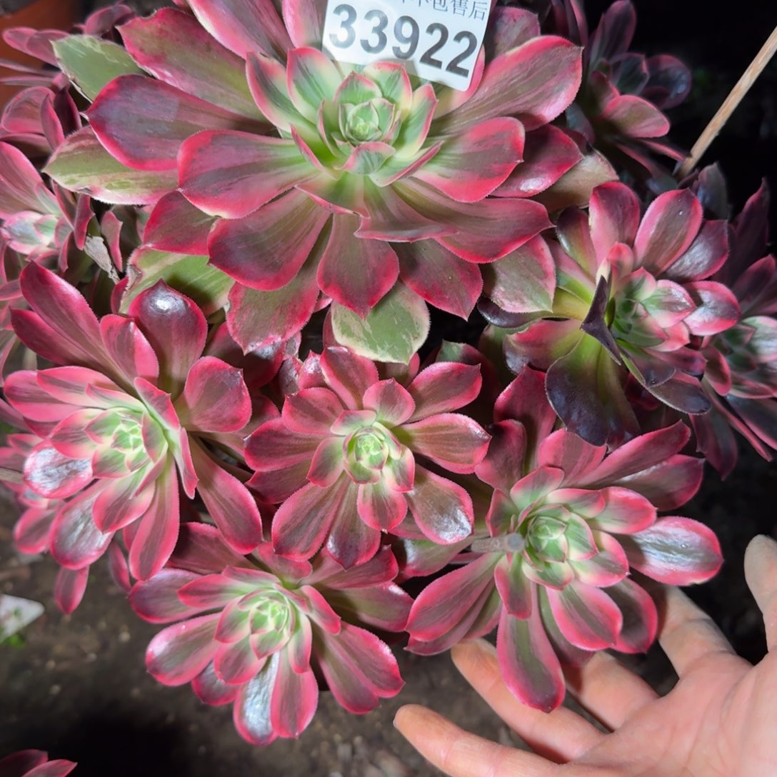 33922浣纱多肉植物