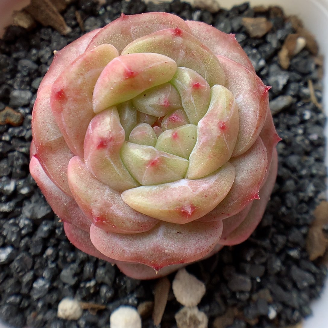 多肉植物。 糖心48