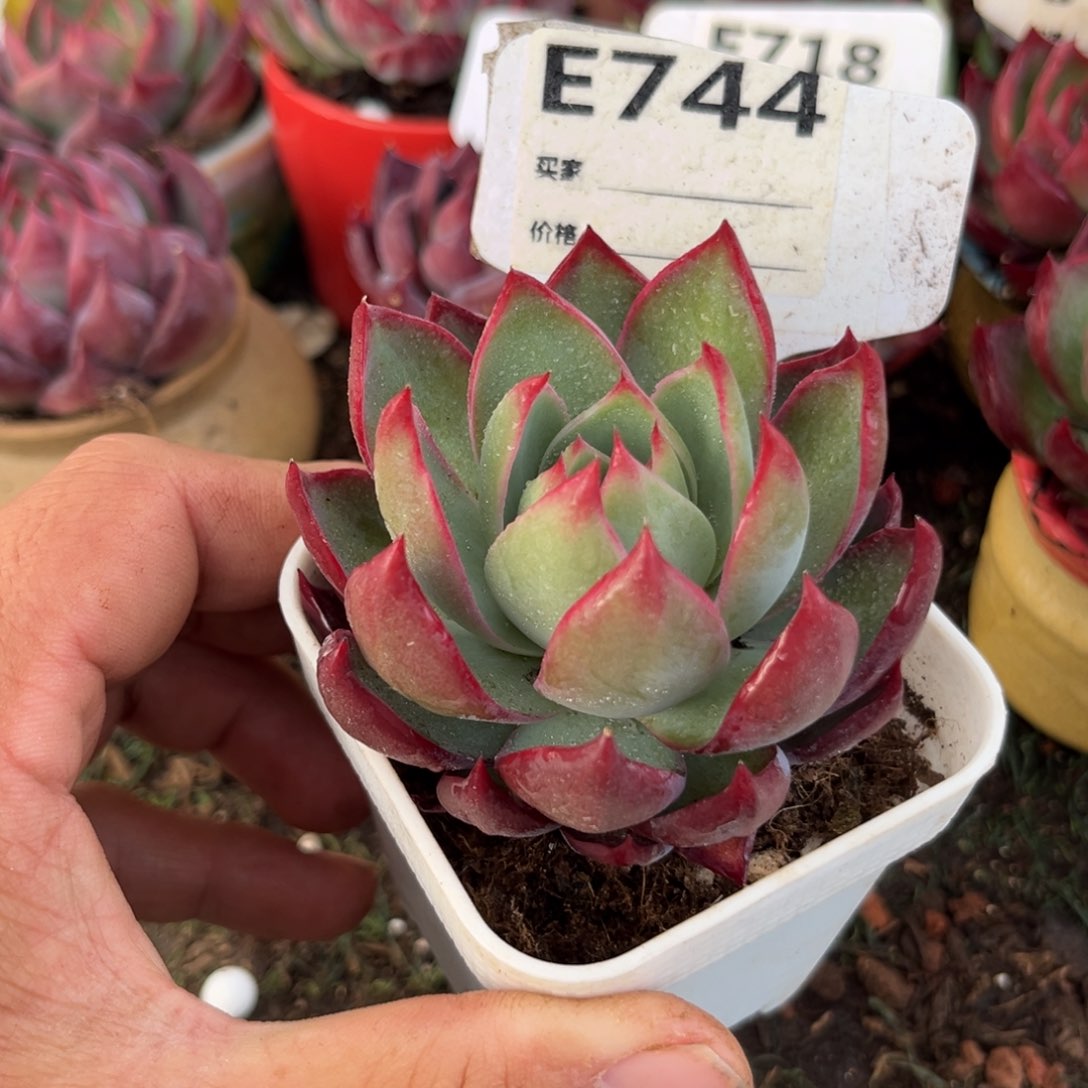 惊鸿一瞥744号多肉