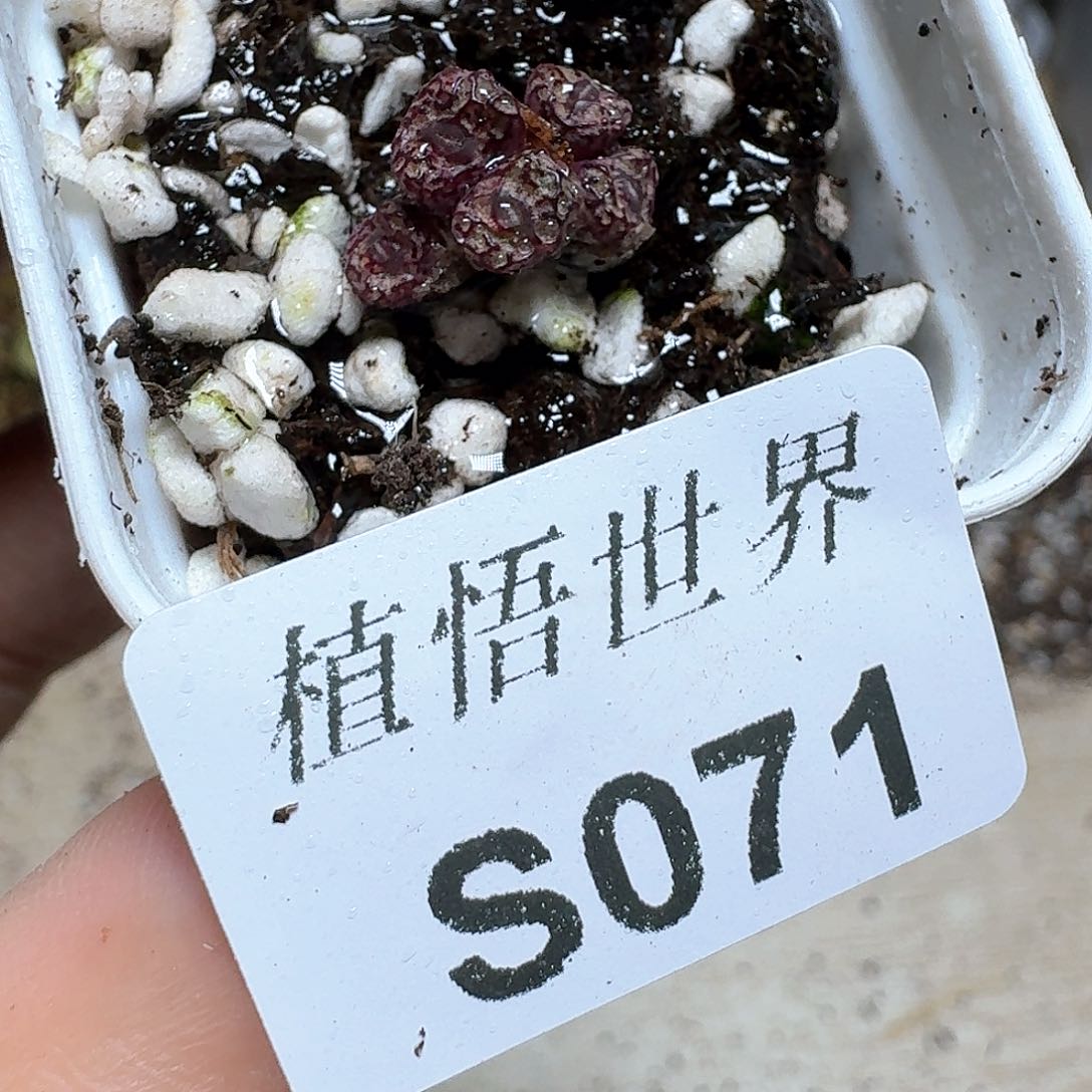 071盒多肉植物哇d f