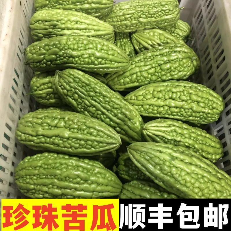 【珍珠苦瓜】广西珍珠苦瓜肉厚肉脆大顶苦瓜新鲜微苦榨汁炒煲汤顺丰