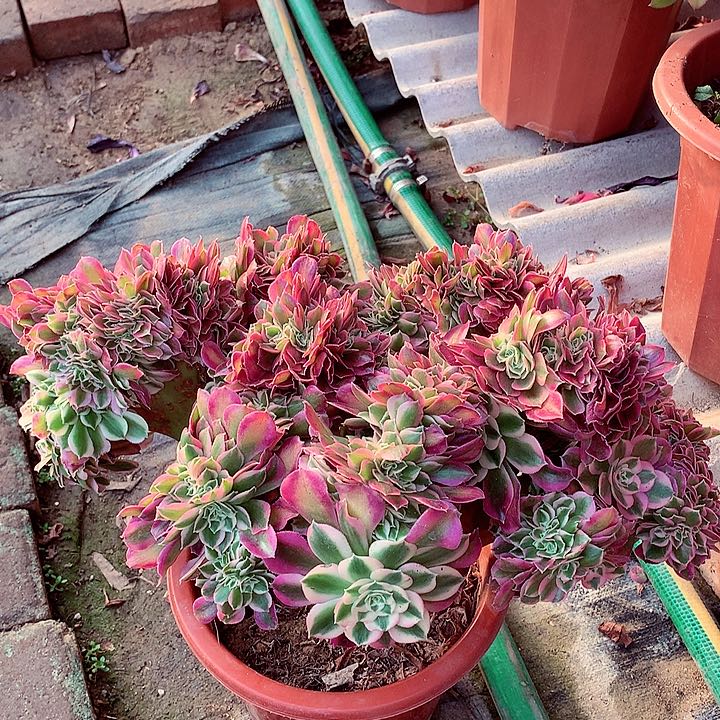 女巫缀，多肉植物