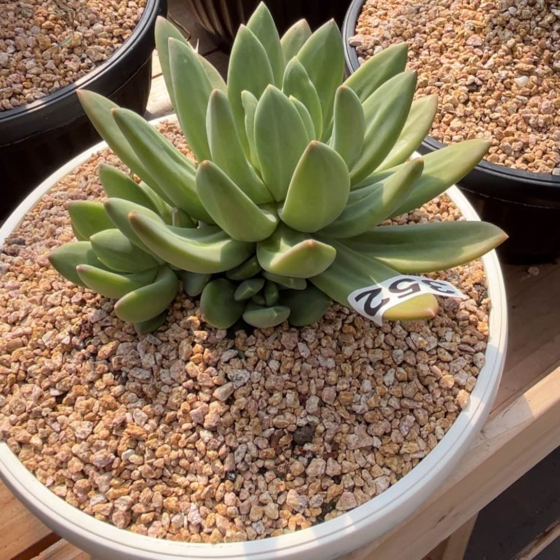 海洋之歌多肉植物352