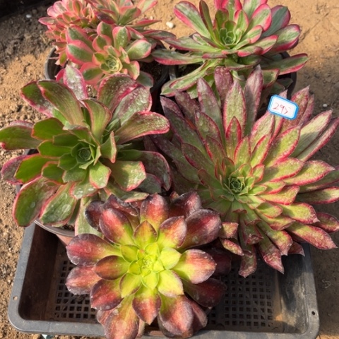 295多肉植物组合