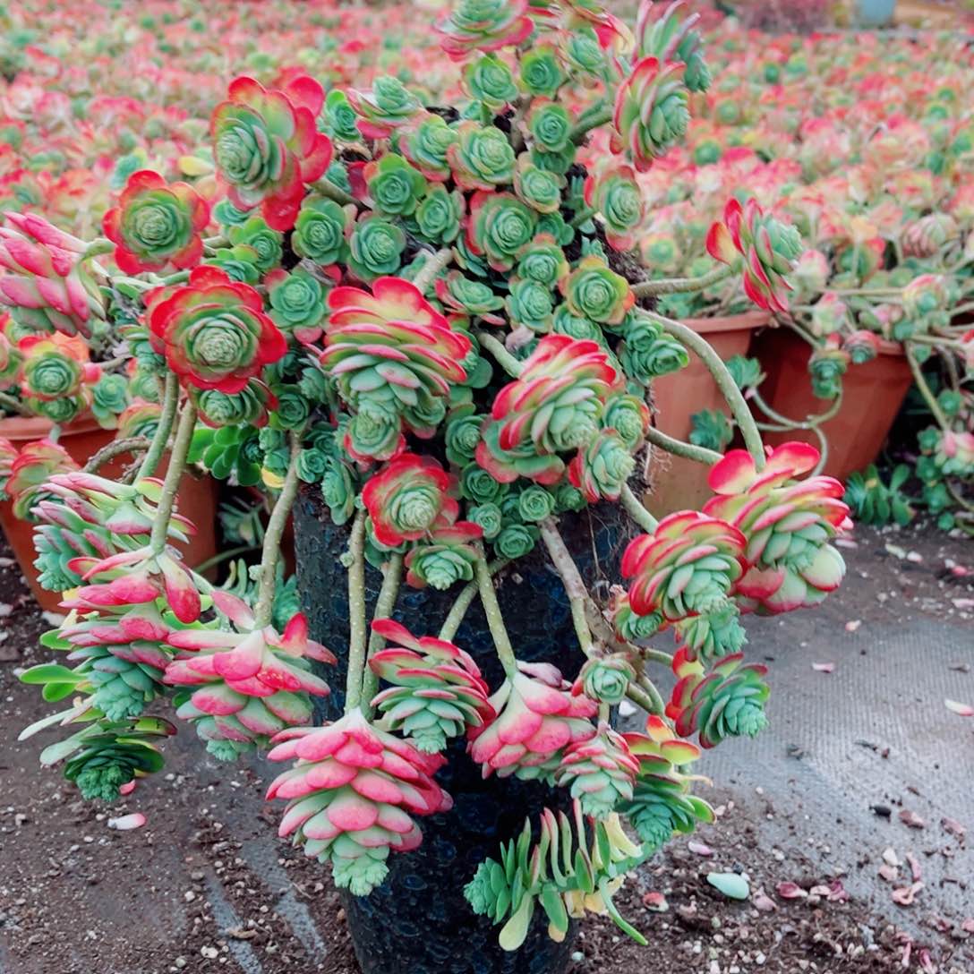 薄化妆带颜色发货一颗