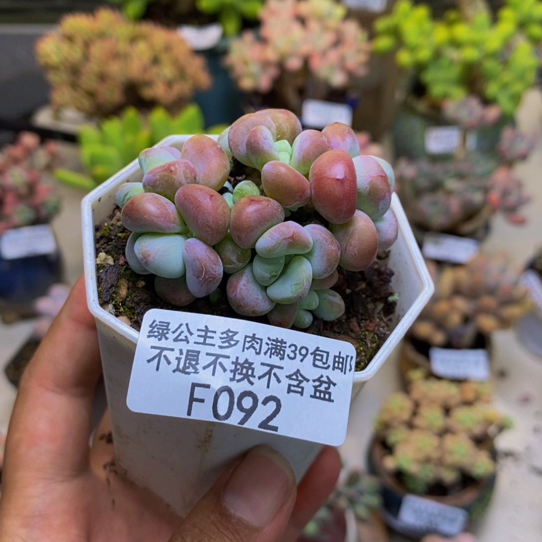 092小团子多肉5cm