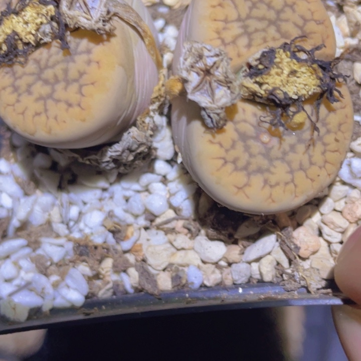 48800880808788787787788