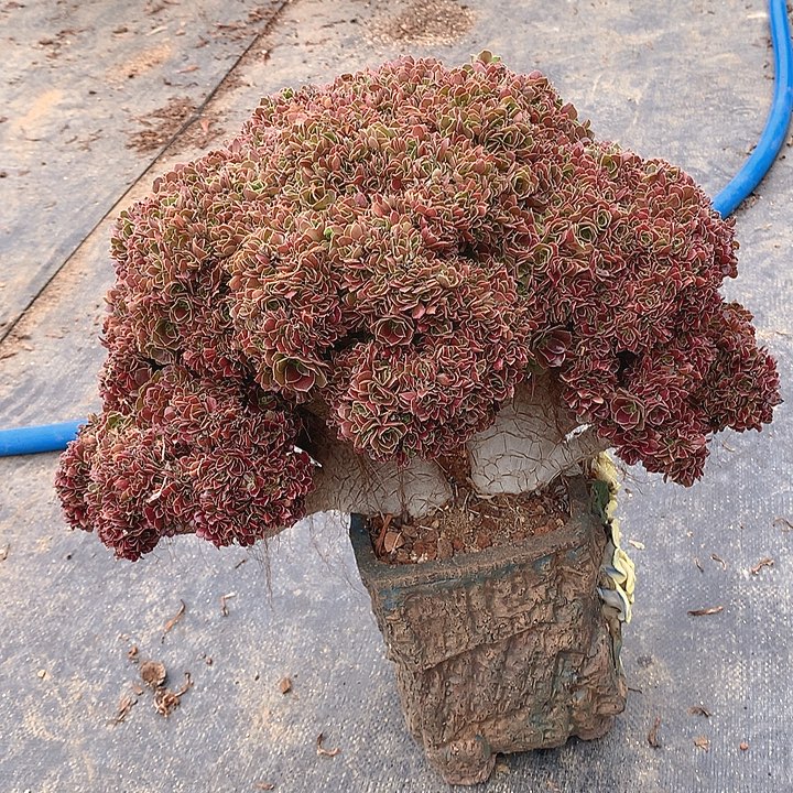 伊***人玫瑰朵朵脱土发货啊