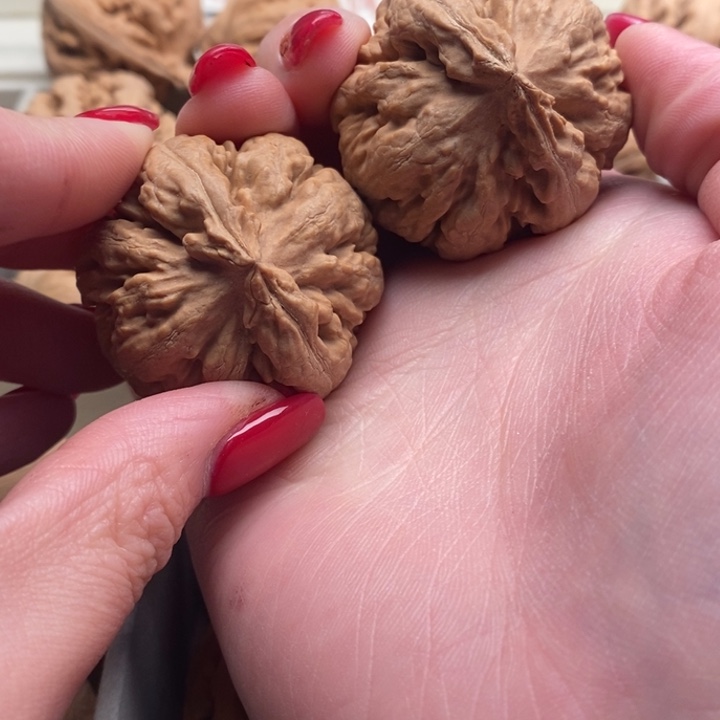 喜****霸王龙全全品无修一刀没动