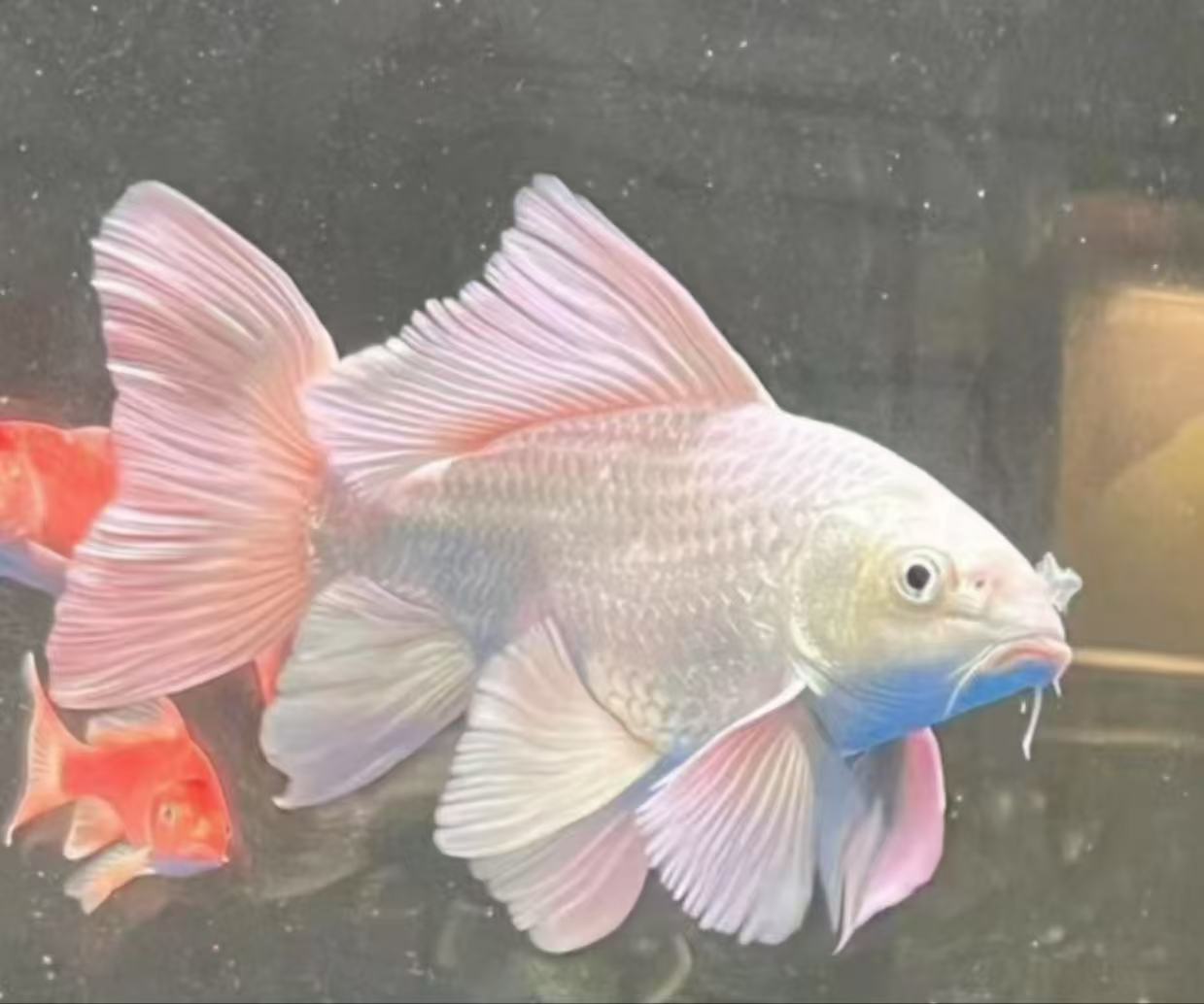 精品蝴蝶鲤6-10公分  观赏鱼