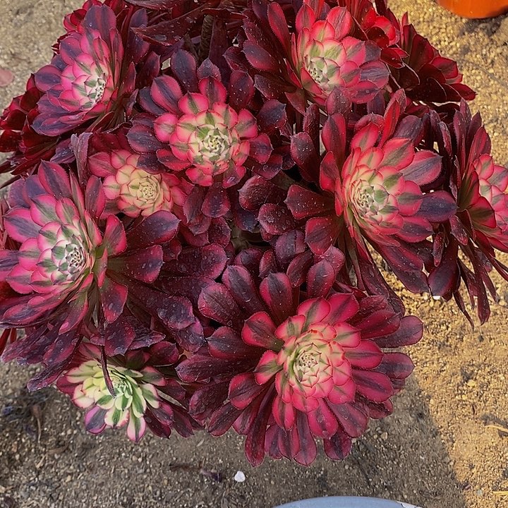 多肉红铜白515多肉