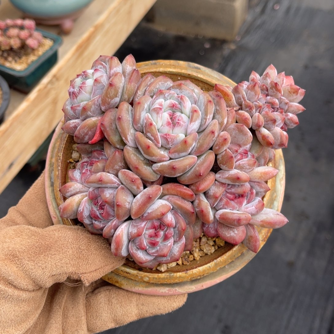 一物一拍不支持退换