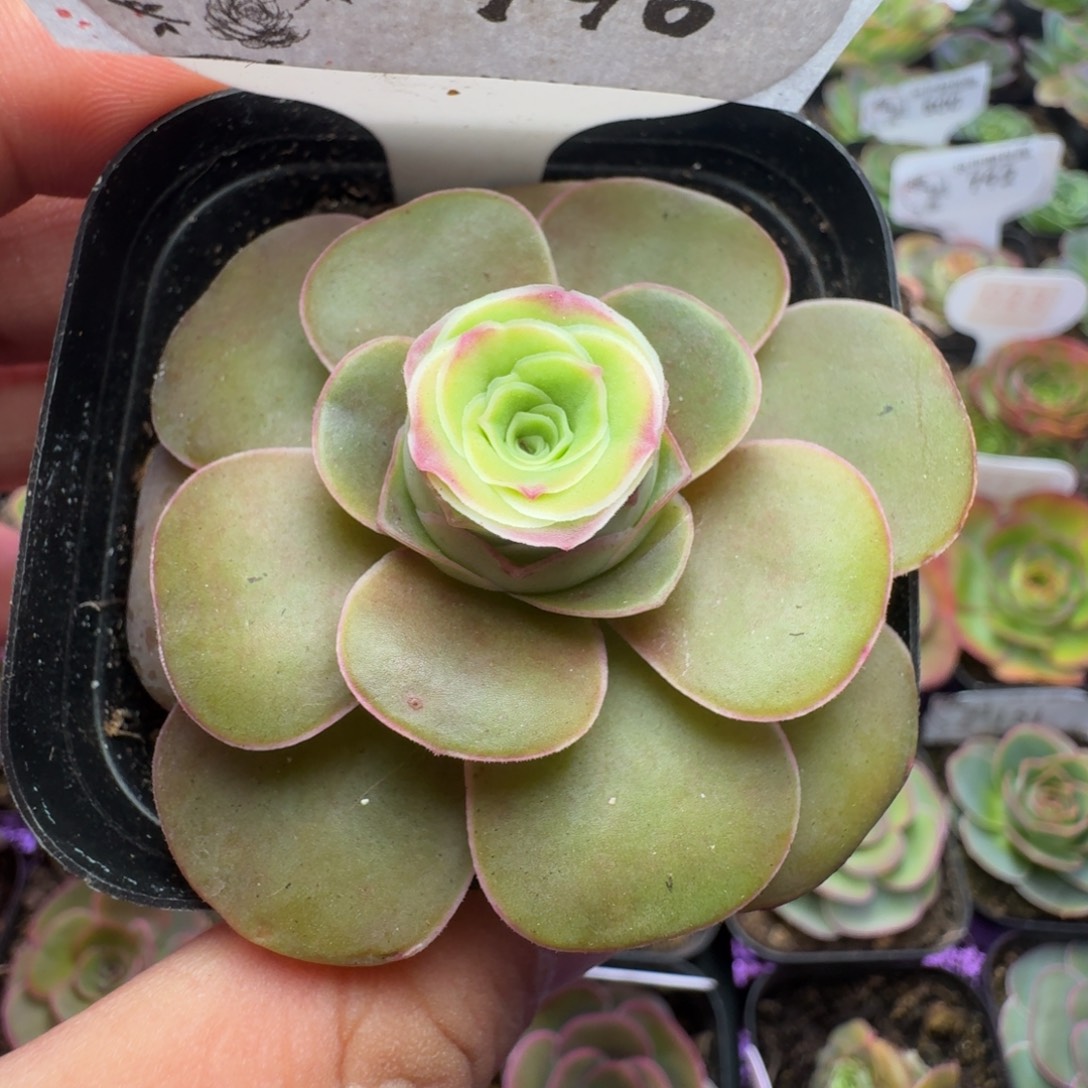 青***柠楹楹-798冠幅  4cm