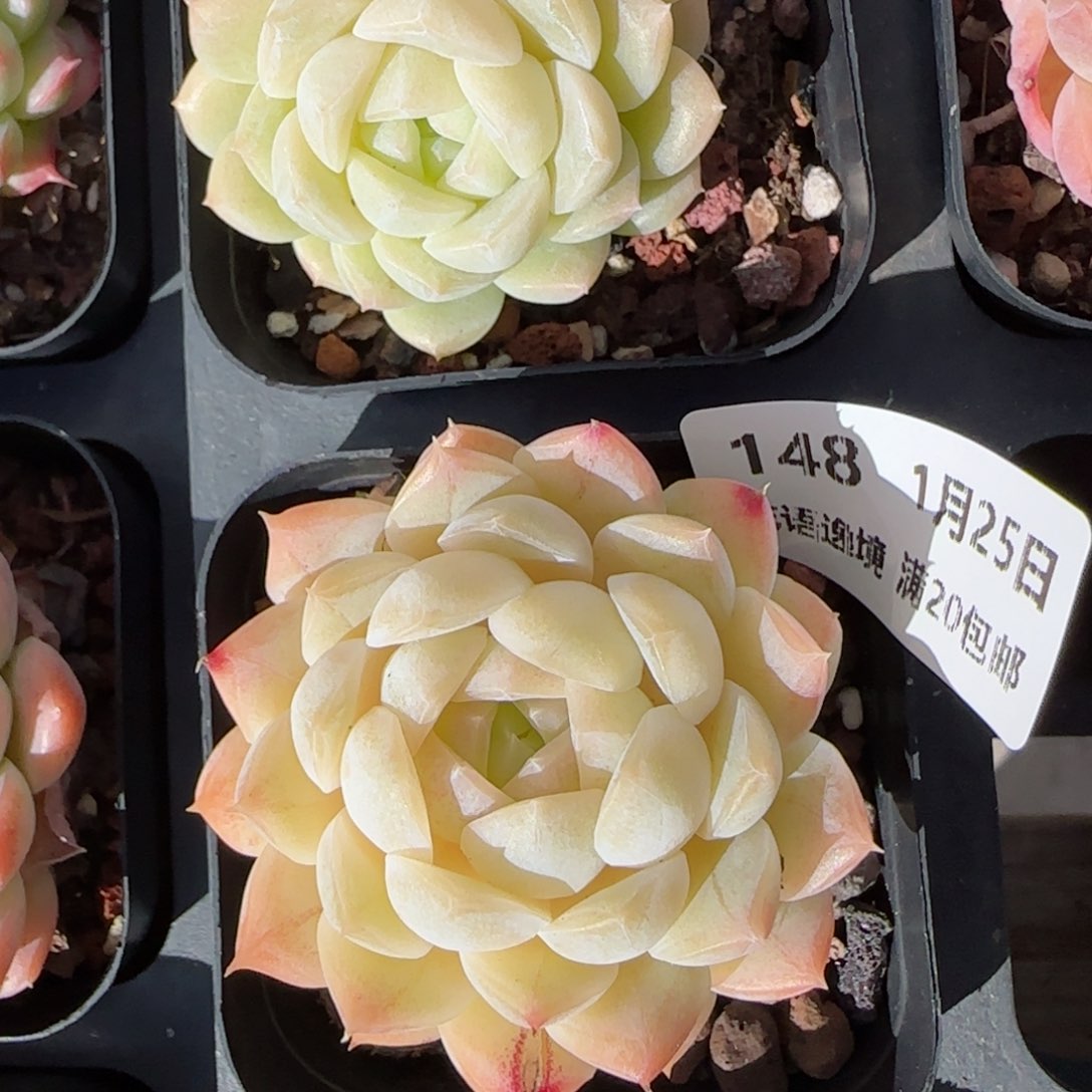 花语逸镜0125-148