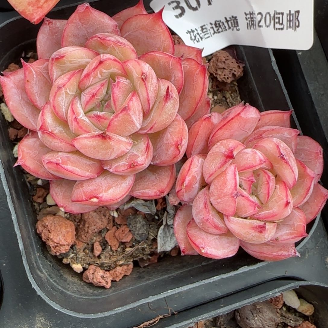 花语逸镜0116-307