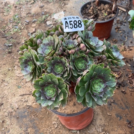 588万拉丝不包断枝