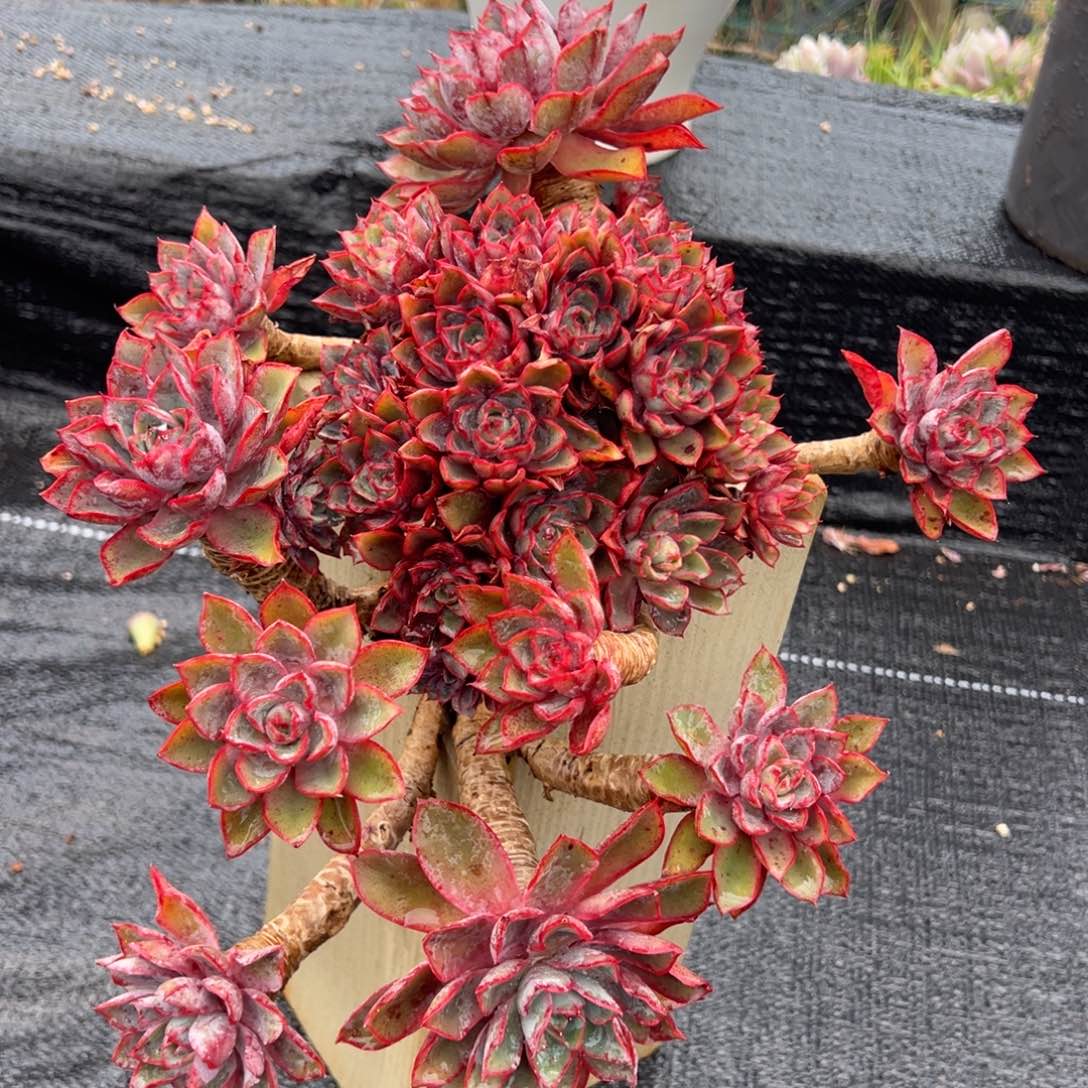 血压老桩赫拉女王。