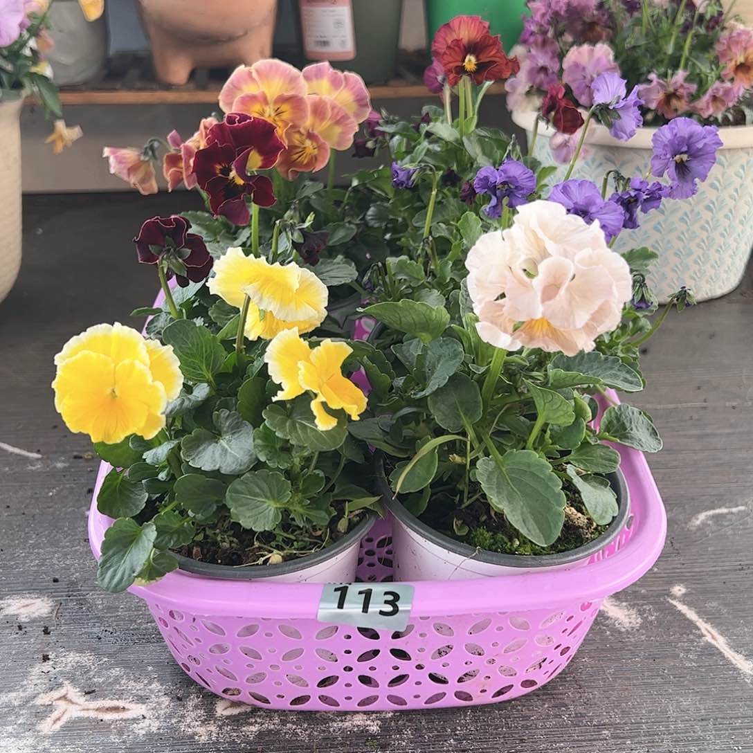 【闪购商品】113号