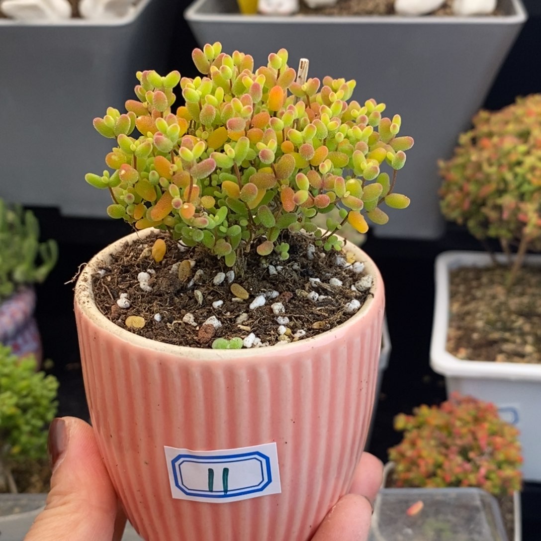 完全开放11号蜜橘糖球（6.5cm）