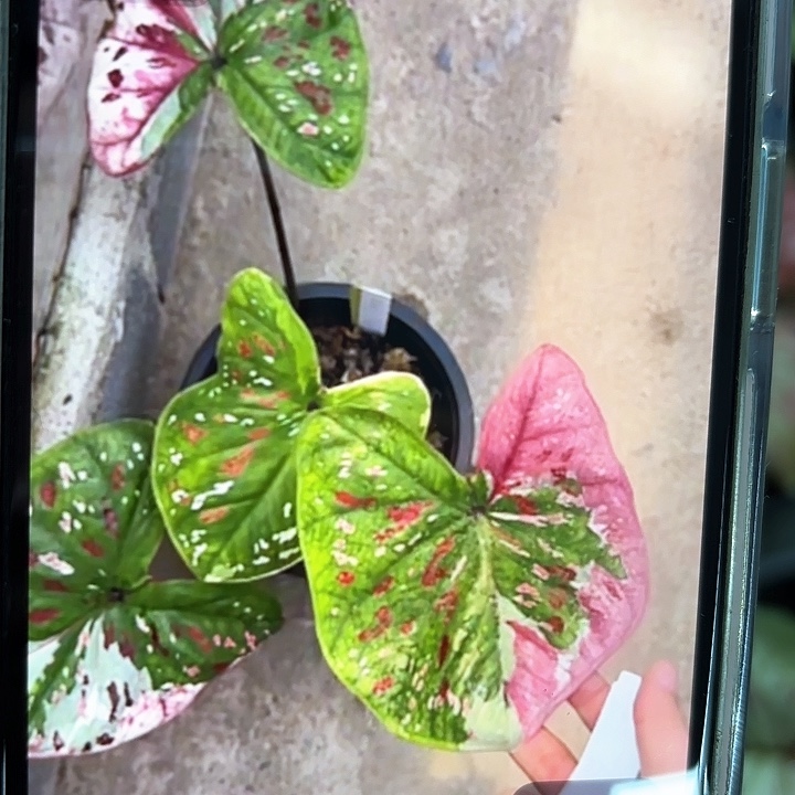 120-0214紫罗兰彩叶芋泰国发货