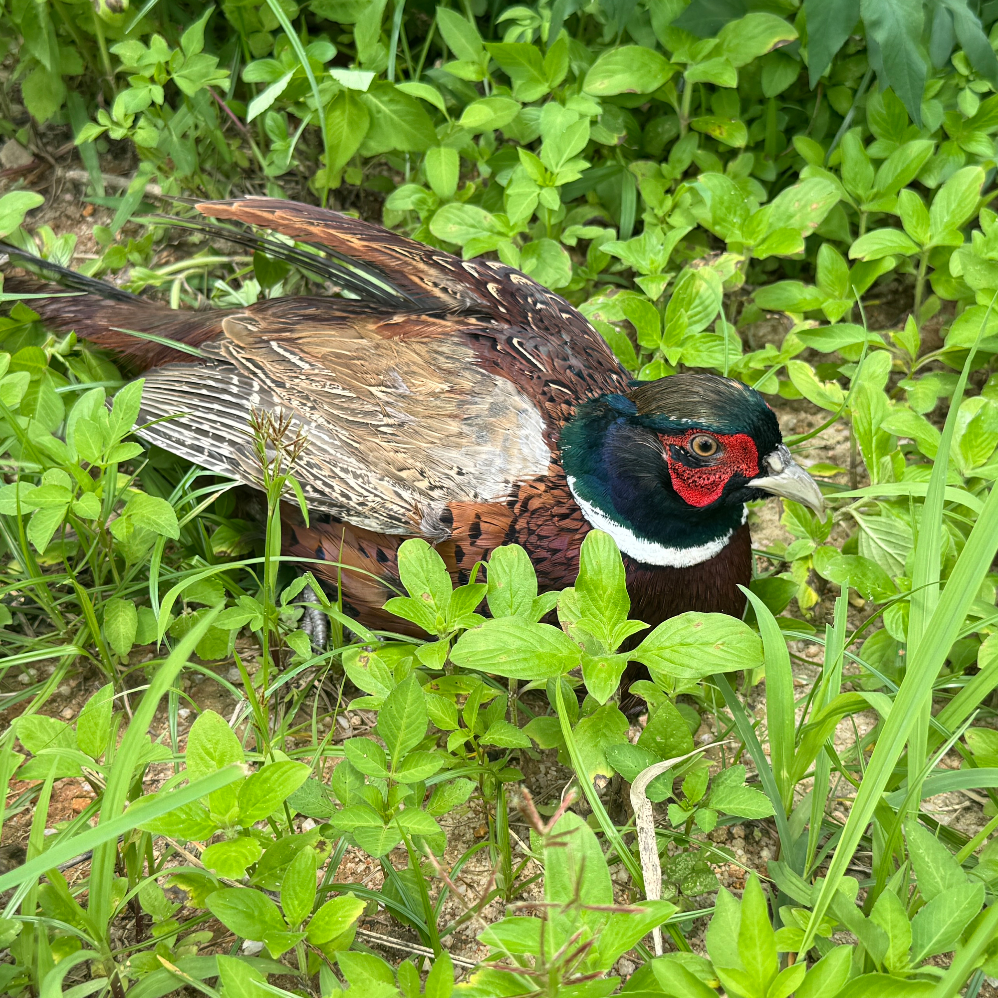 七彩山鸡 宠物鸡 长尾鸡