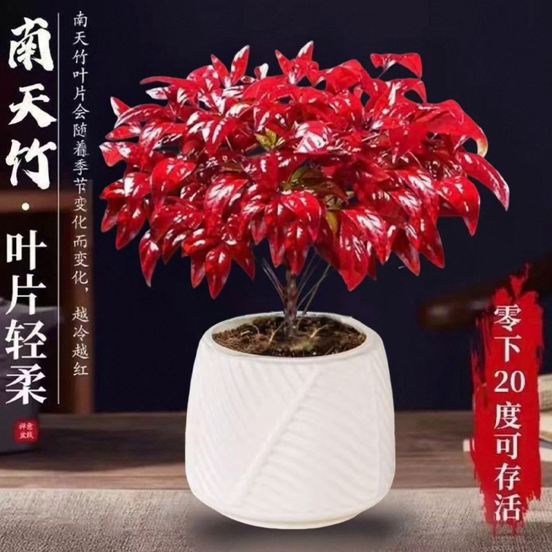 火焰南天竹【越冷越红】盆栽冬季耐寒室内外绿植美观好养