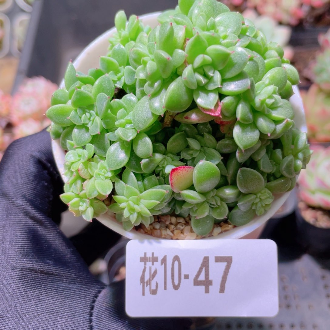 花利美10-47海王群