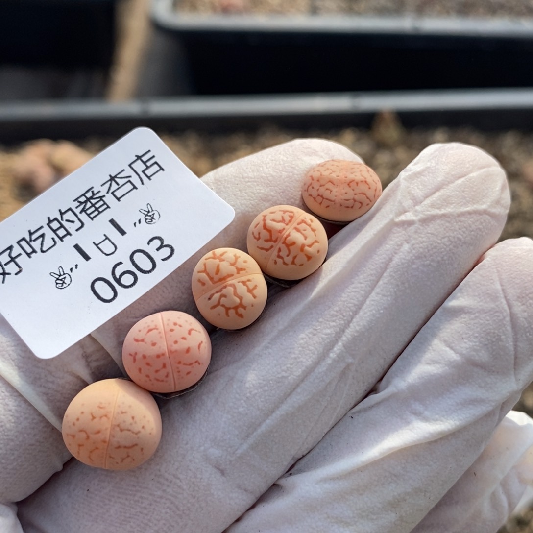 0603。零下拍保温。