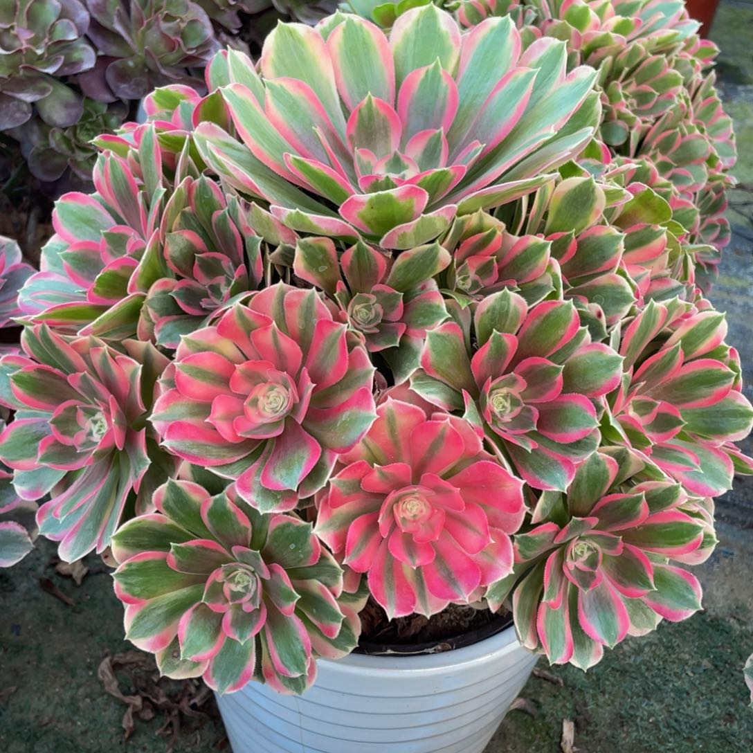 705七彩石精品法师老桩