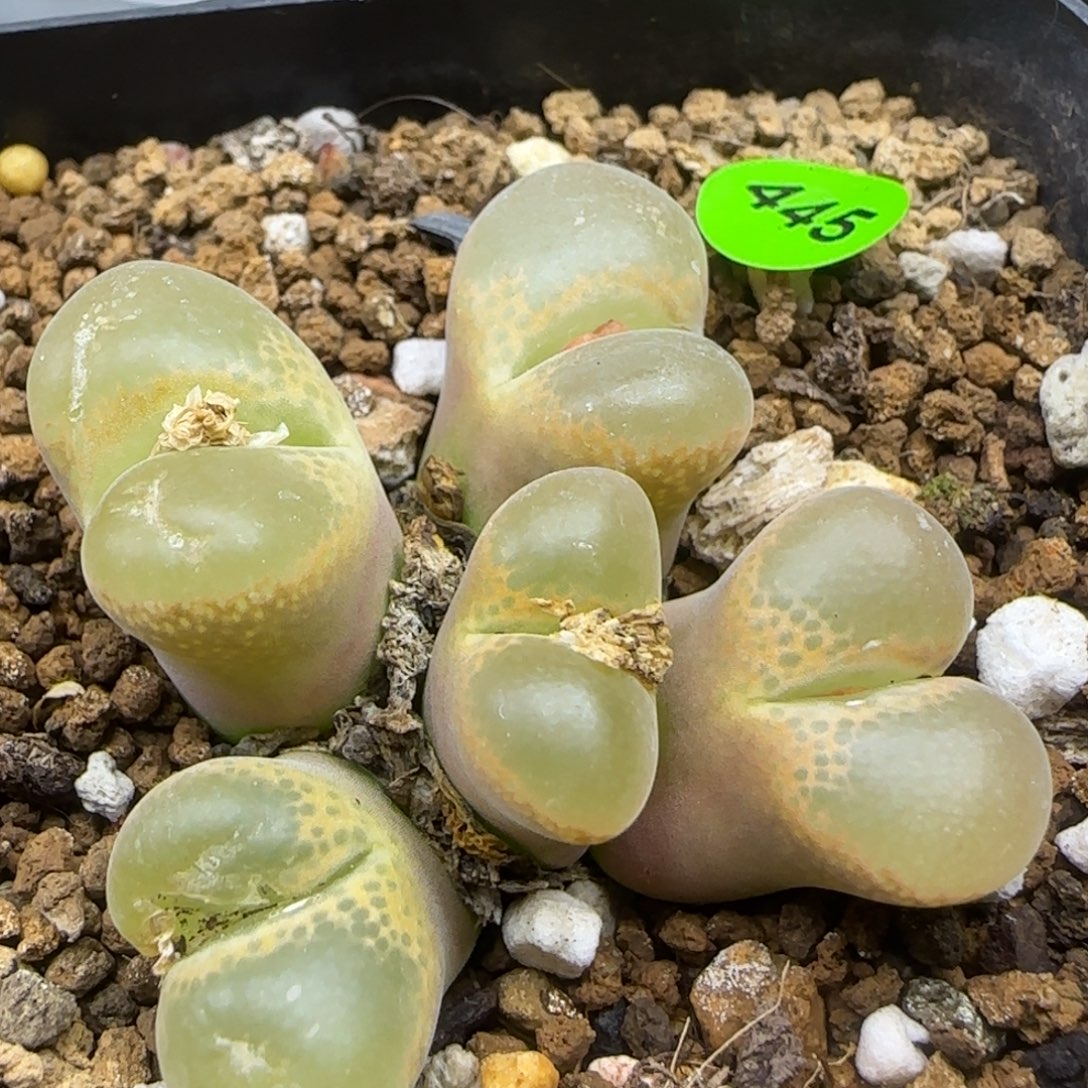 风铃群多肉植物445