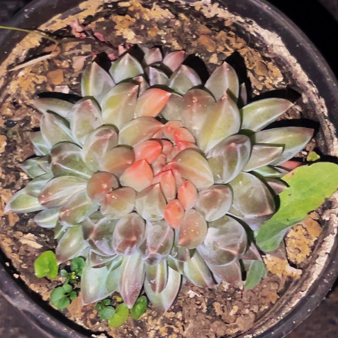 桔云多肉美人精品系列