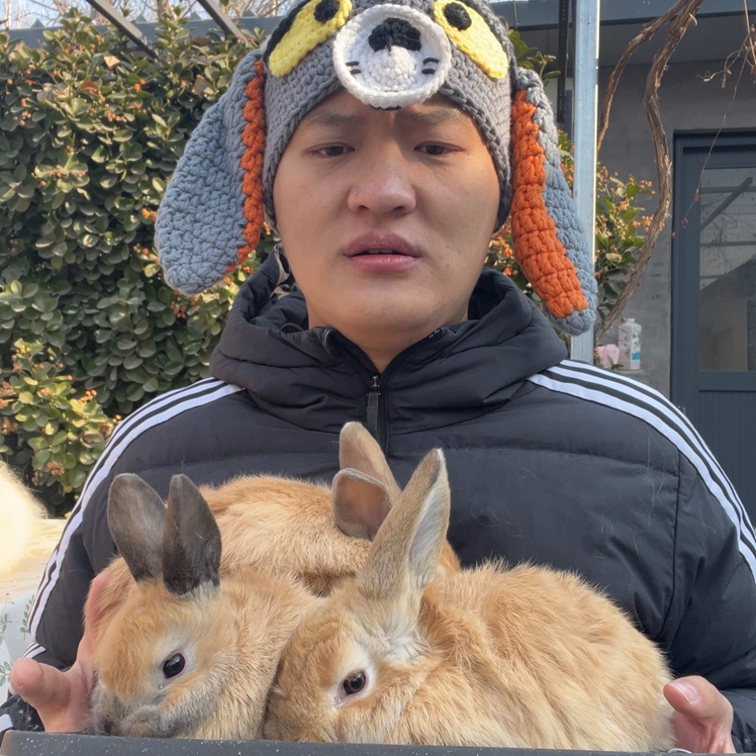 双血统英系安哥拉兔