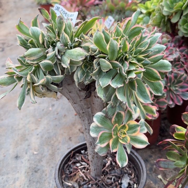 满20包邮，932灿烂缀