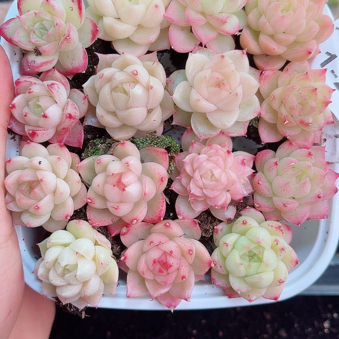 1-259 新疆西藏内蒙不发12.8包邮2-3公分多肉