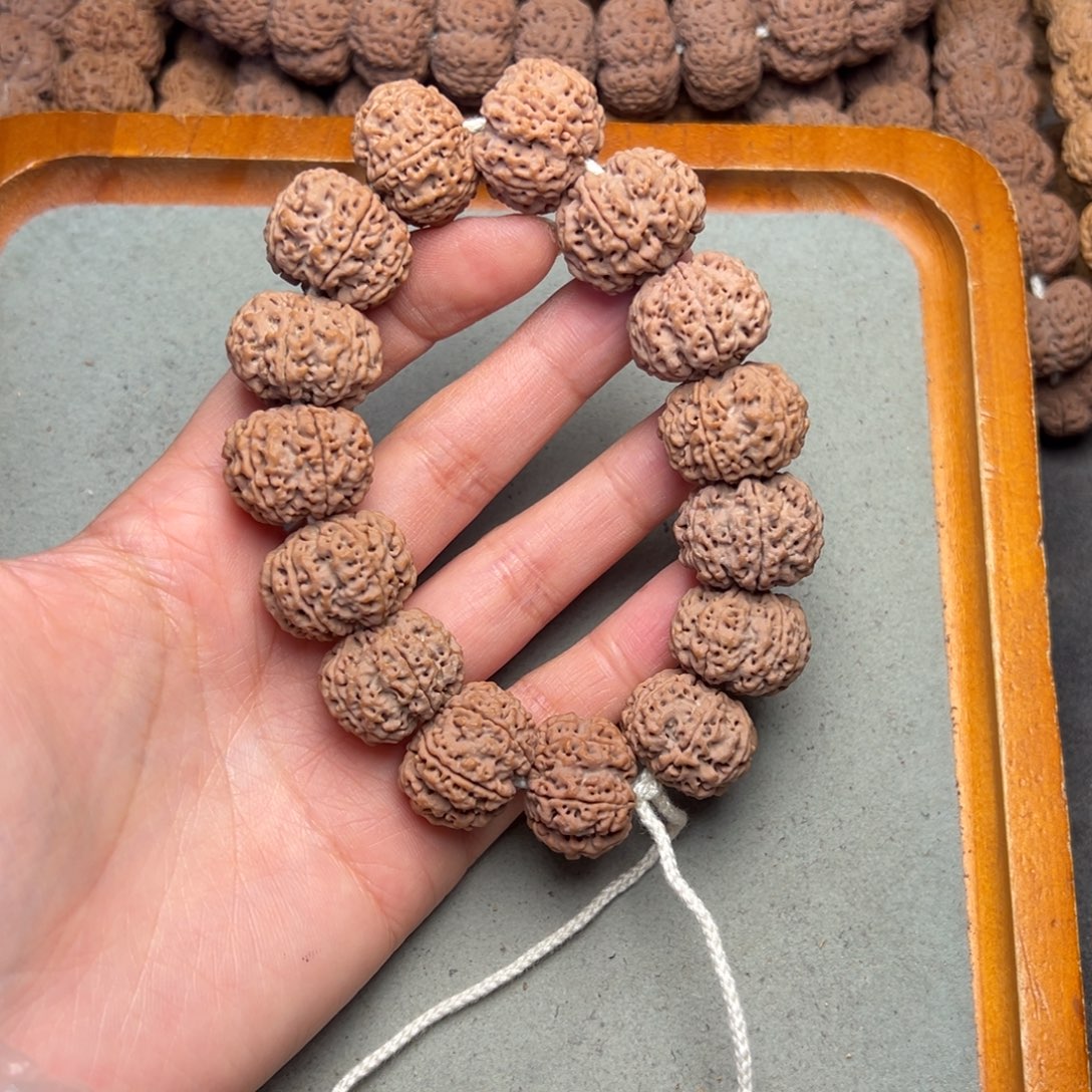 *****菩提25号金刚菩提六瓣22