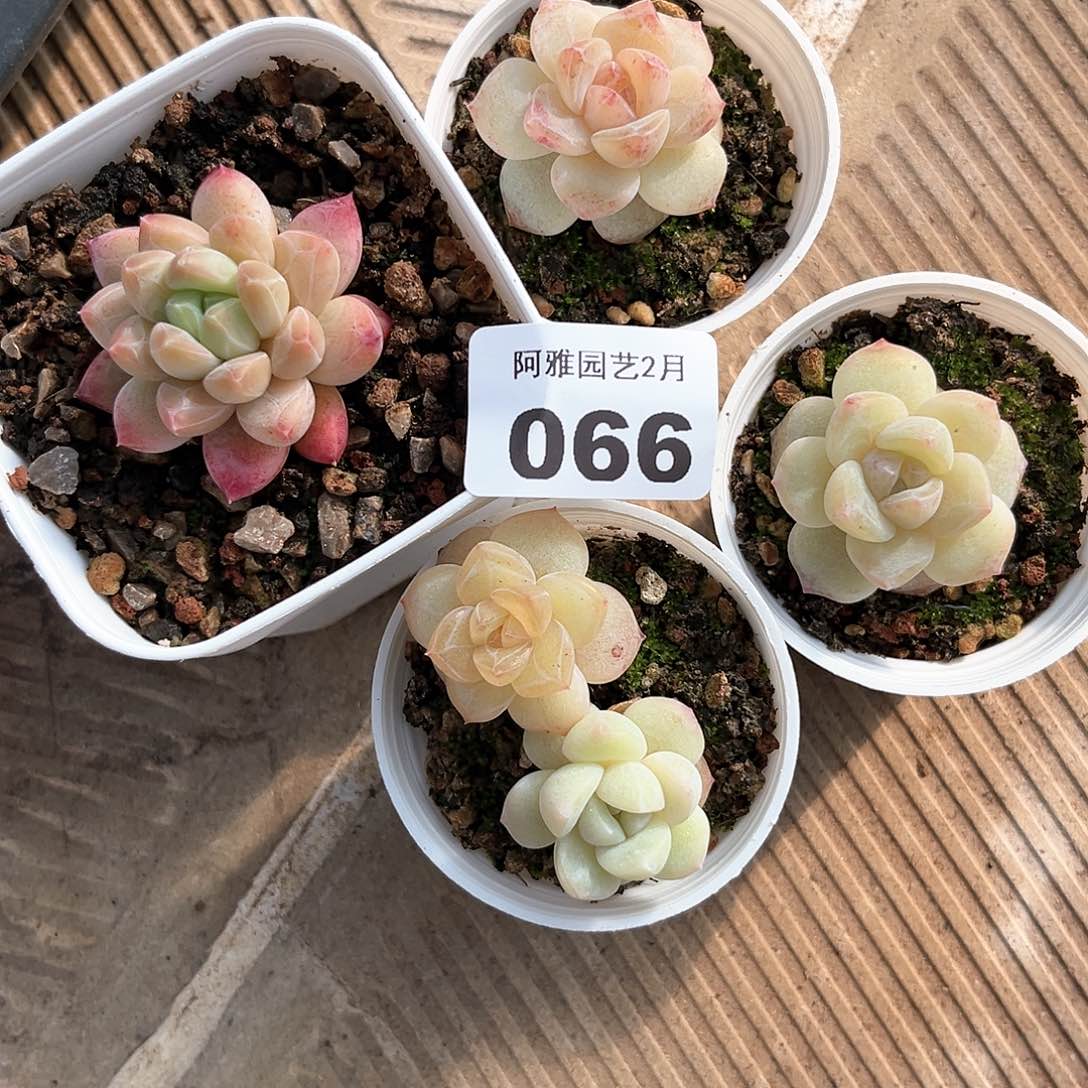 阿雅园艺。    066脱土发货