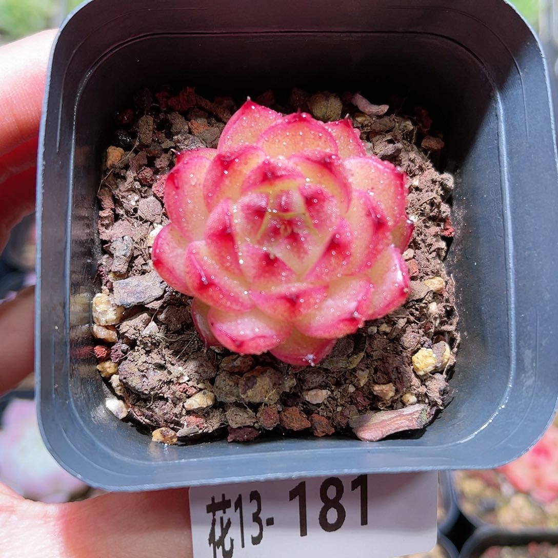 花利美13-181麦秆