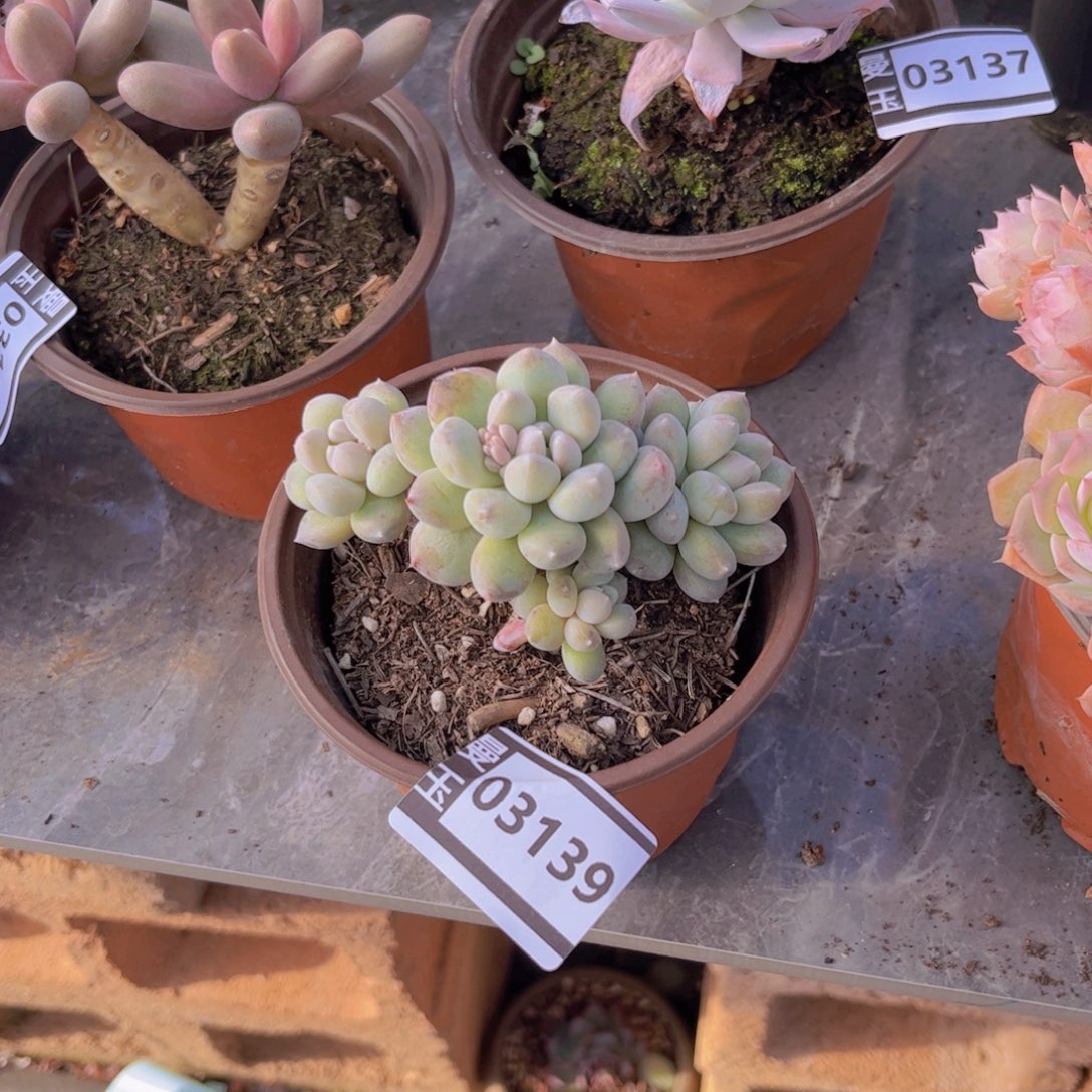 奶糖多肉植物03139