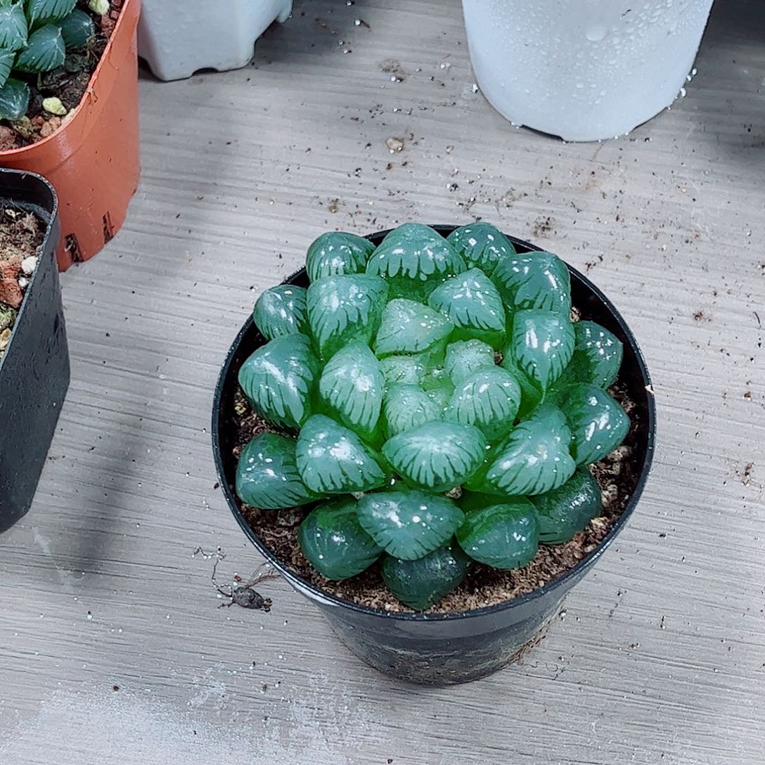 孔明灯玉露一勿一拍