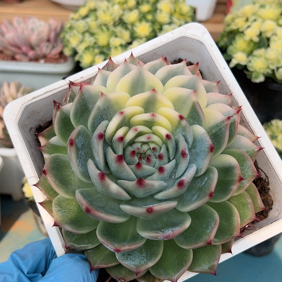 吉娃娃锦半覆轮锦