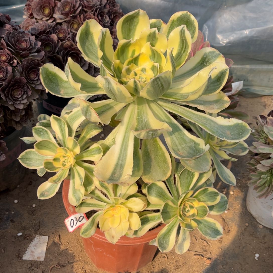 030多肉植物艳姿锦