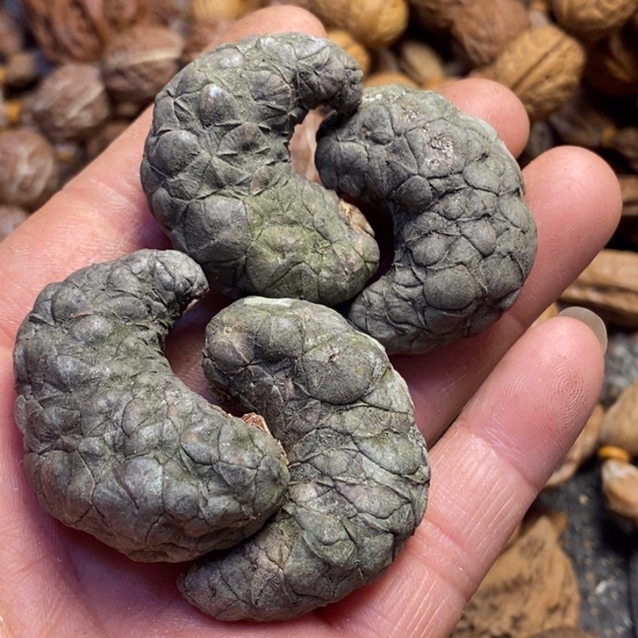 桃核吊坠东北特产15