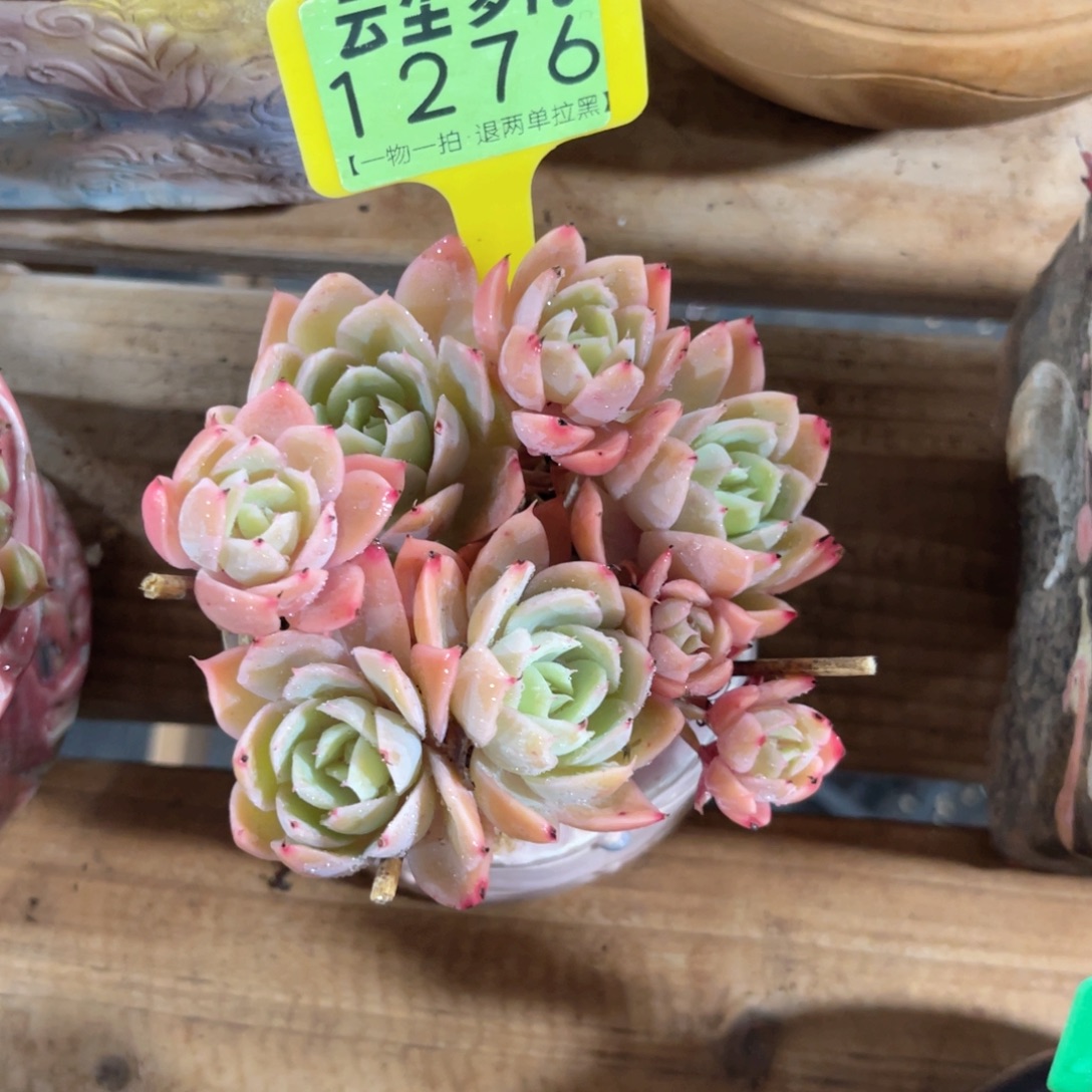 云尘多肉一物一拍1276不含盆，