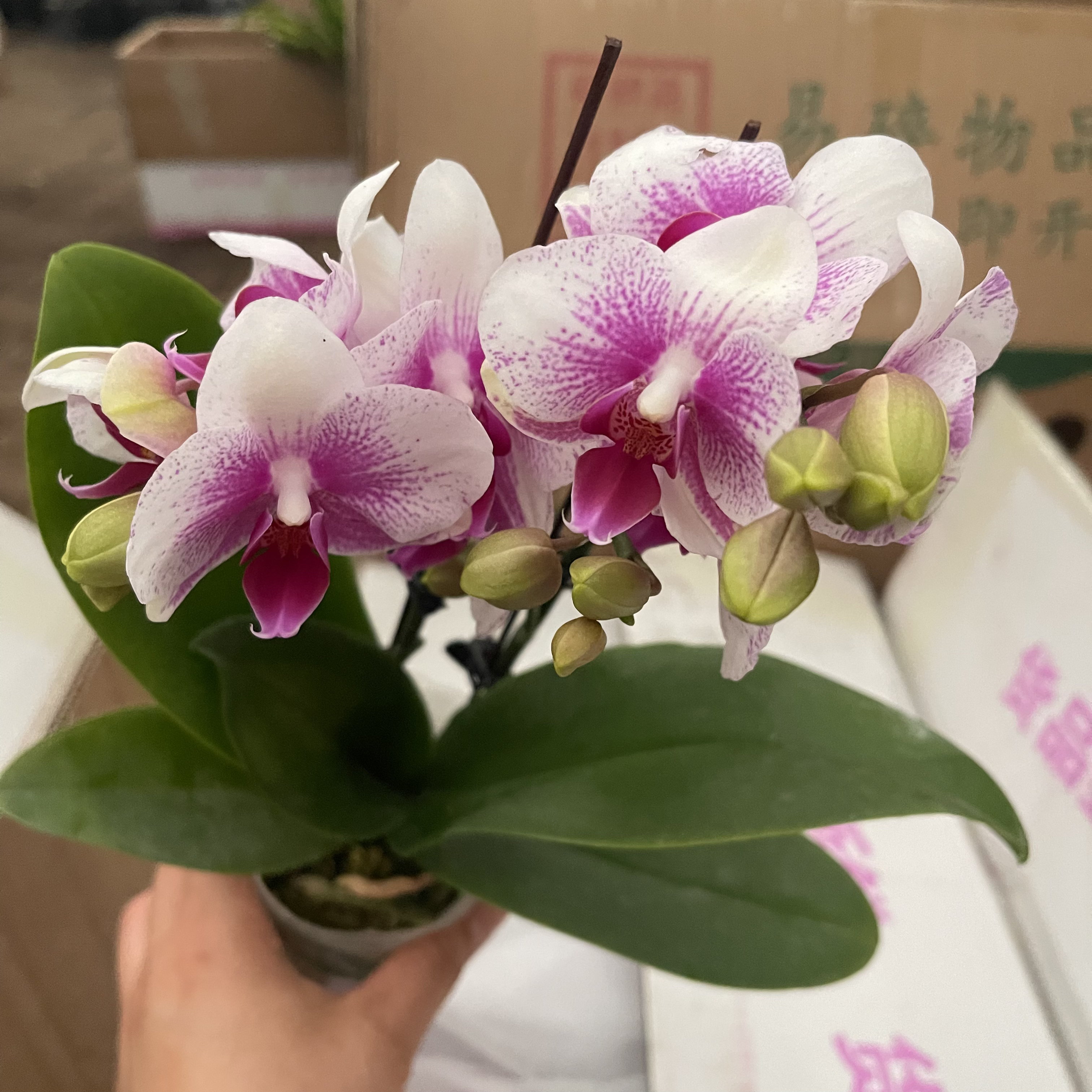 丽沙双梗蝴蝶兰盆栽带花苞室内绿植  延