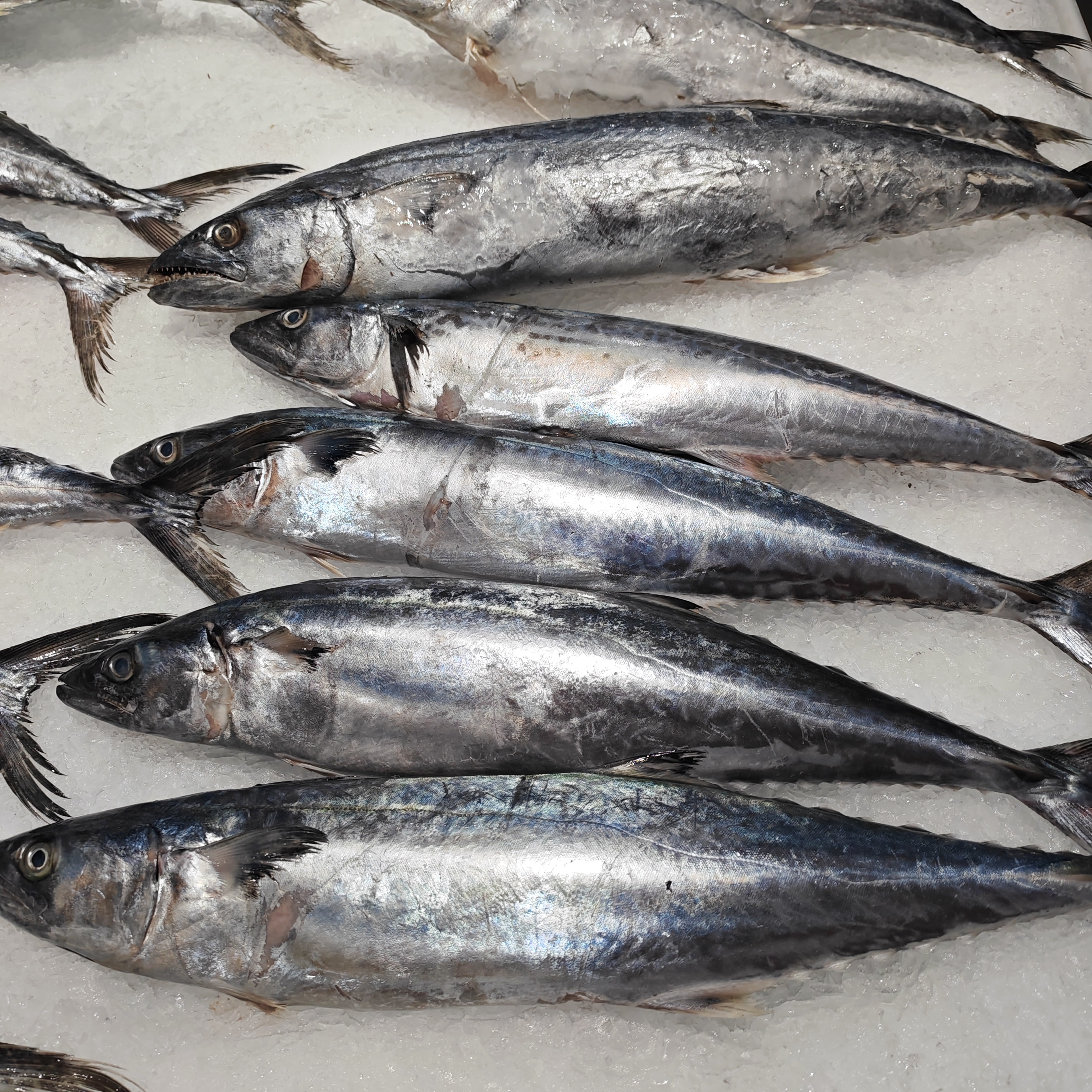 鲜大马鲛鱼1条 约2斤