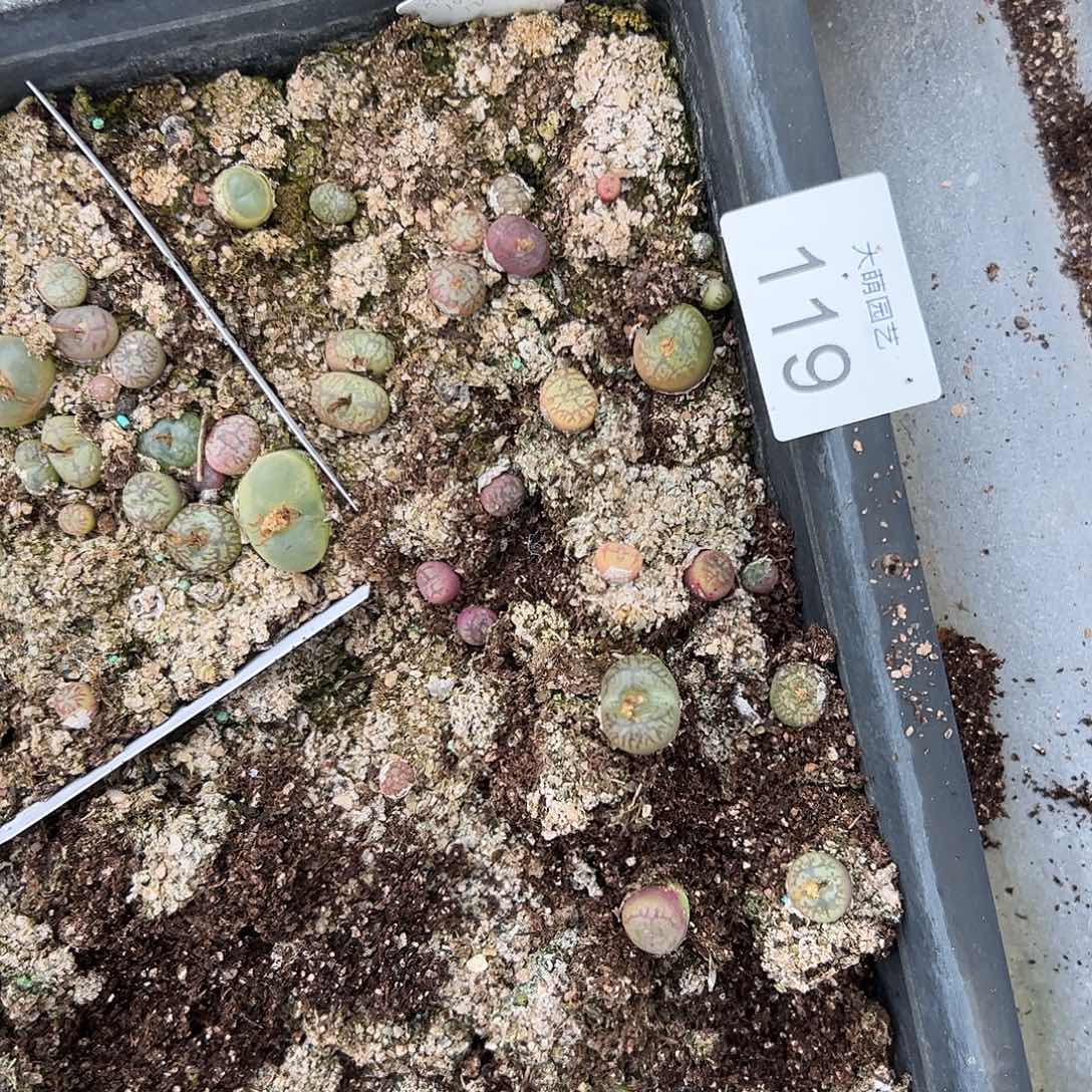 清框脱土发。     119