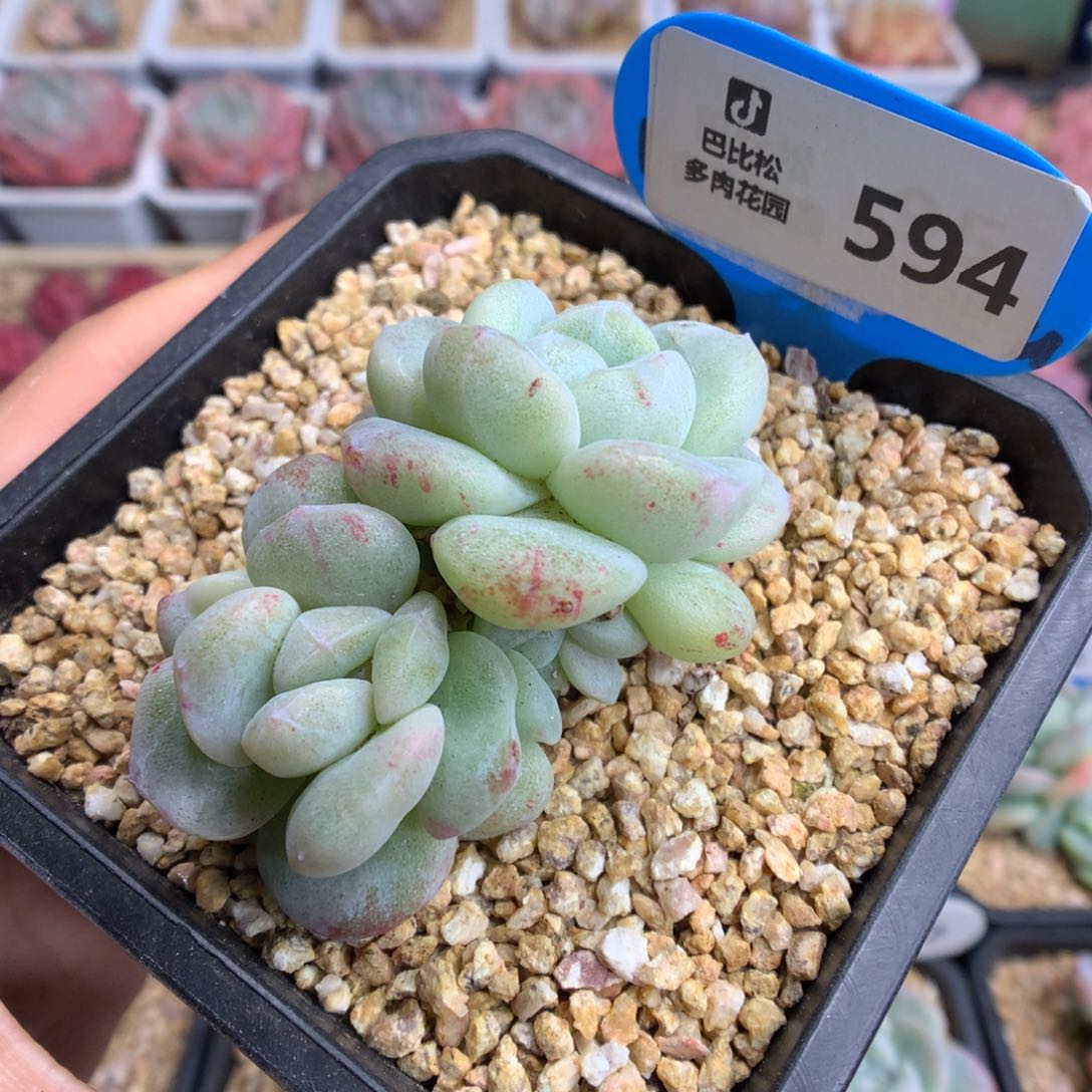 594三头冰玉石化多肉植物